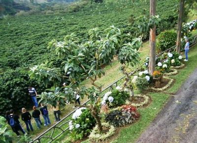 The coffee plantation is decorated with immaculate gardens.